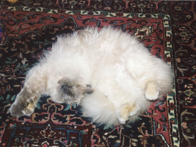 Dusty 2

