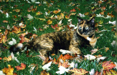 Pyewacket
